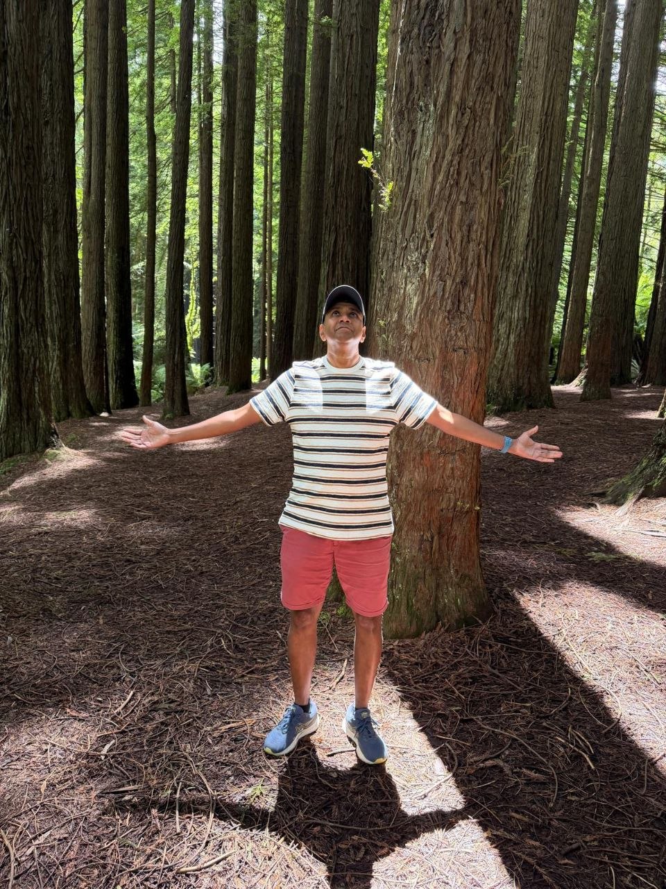 Redwood forest